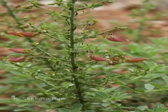 Crotalaria paniculata var. paniculata